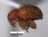  (Aeatus vestitus - SG-BCISP-6999)  @11 [ ] No Rights Reserved (2013) Unspecified n/a
