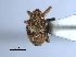  (Tyrannion sp. cur33SG - SG-BCISP699)  @13 [ ] Unspecified (default): All Rights Reserved  Unspecified Unspecified
