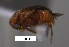  (Amblycerus vegai - SG-BCISP-8345)  @13 [ ] No Rights Reserved (2013) Unspecified n/a