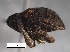  (Cryptorhynchus sp. cur26SG - SG-BCISP-8849)  @14 [ ] No Rights Reserved (2013) Unspecified n/a