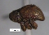  (Oxytenopterus sp. cur204SG - SG-BCISP-8945)  @13 [ ] No Rights Reserved (2013) Unspecified n/a