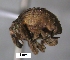  (Phymatophosus sp. cur197SG - SG-BCISP-8989)  @11 [ ] No Rights Reserved (2013) Unspecified n/a
