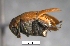 (Amblycerus sp. near piurae bru27SG - SG-BCISP-9140)  @11 [ ] No Rights Reserved (2013) Unspecified n/a