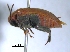  (Amblycerus tachigaliae - SG-BCISP971)  @14 [ ] Unspecified (default): All Rights Reserved  Unspecified Unspecified