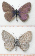  (Leptotes pirithous - LEP-SS-00099)  @14 [ ] No Rights Reserved (2015) Unspecified Unità di Ricerca per la Selvicoltura in Ambiente Mediterraneo