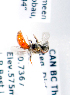  (Sphecodes bc5 - LRBBC532)  @12 [ ] CreativeCommons - Attribution Non-Commercial Share-Alike (2010) Unspecified York University