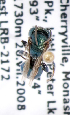  (Osmia bc9 - LRBBC854)  @11 [ ] CreativeCommons - Attribution Non-Commercial Share-Alike (2010) Unspecified York University