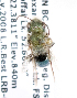 (Osmia pikei - LRBBC856)  @13 [ ] CreativeCommons - Attribution Non-Commercial Share-Alike (2010) Unspecified York University