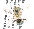  (Osmia Melanosmia sp4 - LRBBC861)  @13 [ ] CreativeCommons - Attribution Non-Commercial Share-Alike (2010) Unspecified York University