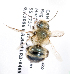  (Osmia bc18 - LRBBC863)  @11 [ ] CreativeCommons - Attribution Non-Commercial Share-Alike (2010) Unspecified York University