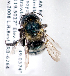  (Osmia californica - LRBBC894)  @13 [ ] CreativeCommons - Attribution Non-Commercial Share-Alike (2010) Unspecified York University