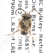  (Colletes impunctatus - LRBBC908)  @12 [ ] CreativeCommons - Attribution Non-Commercial Share-Alike (2010) Unspecified York University