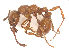  ( - CBG-B07217-H10)  @11 [ ] CreativeCommons - Attribution Share - Alike (2025) CBG Photography Group Centre for Biodiversity Genomics