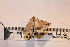  ( - P013)  @12 [ ] CreativeCommons - Attribution (2011) Elizabeth Clare Centre for Biodiversity Genomics