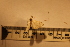  ( - P034)  @12 [ ] CreativeCommons - Attribution (2011) Elizabeth Clare Centre for Biodiversity Genomics