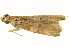  ( - P235)  @12 [ ] CreativeCommons - Attribution (2012) CBG Photography Group Centre for Biodiversity Genomics