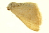  (Hemidromodes sabulifera - P263)  @13 [ ] CreativeCommons - Attribution (2012) CBG Photography Group Centre for Biodiversity Genomics