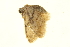  (Idaea microptera - P299)  @13 [ ] CreativeCommons - Attribution (2012) CBG Photography Group Centre for Biodiversity Genomics