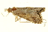 (Euchromius sp - P321)  @13 [ ] CreativeCommons - Attribution (2012) CBG Photography Group Centre for Biodiversity Genomics