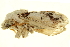  ( - P467)  @12 [ ] CreativeCommons - Attribution (2012) CBG Photography Group Centre for Biodiversity Genomics