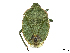  ( - CBG-A13317-B05)  @11 [ ] CreativeCommons - Attribution Share Alike (2024) CBG Photography Group Centre for Biodiversity Genomics