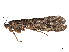  ( - CBG-A13317-B06)  @11 [ ] CreativeCommons - Attribution Share Alike (2025) CBG Photography Group Centre for Biodiversity Genomics