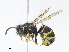  ( - CBG-A15004-G12)  @11 [ ] CreativeCommons - Attribution Share - Alike (2023) CBG Photography Group Centre for Biodiversity Genomics