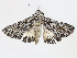  ( - CBG-A15007-C06)  @11 [ ] CreativeCommons - Attribution Share - Alike (2023) CBG Photography Group Centre for Biodiversity Genomics