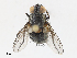  ( - CBG-A15013-A07)  @11 [ ] CreativeCommons - Attribution Share - Alike (2023) CBG Photography Group Centre for Biodiversity Genomics