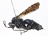  ( - CBG-A16644-A07)  @11 [ ] CreativeCommons - Attribution Share - Alike (2023) CBG Photography Group Centre for Biodiversity Genomics