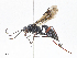  (Xylophrurus fasciatus - CBG-A16644-B07)  @11 [ ] CreativeCommons - Attribution Share - Alike (2023) CBG Photography Group Centre for Biodiversity Genomics
