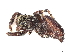  ( - CBG-A16649-C11)  @11 [ ] CreativeCommons - Attribution Share - Alike (2023) CBG Photography Group Centre for Biodiversity Genomics