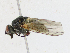  ( - CBG-A17482-B01)  @11 [ ] CreativeCommons - Attribution Share-Alike (2023) CBG Photography Group Centre for Biodiversity Genomics