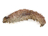  ( - CBG-A17485-B08)  @11 [ ] CreativeCommons - Attribution Share - Alike (2023) CBG Photography Group Centre for Biodiversity Genomics
