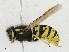  ( - CBG-A17487-B05)  @11 [ ] CreativeCommons - Attribution Share - Alike (2023) CBG Photography Group Centre for Biodiversity Genomics