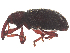  ( - CBG-A18352-C05)  @11 [ ] CreativeCommons - Attribution Share Alike (2025) CBG Photography Group Centre for Biodiversity Genomics