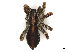  ( - CBG-A21747-H06)  @11 [ ] CreativeCommons - Attribution Share - Alike (2023) CBG Photography Group Centre for Biodiversity Genomics