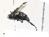  ( - CBG-A30033-G04)  @11 [ ] CreativeCommons - Attribution Share-Alike (2024) CBG Photography Group Centre for Biodiversity Genomics