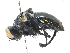  ( - CBG-A30033-G10)  @11 [ ] CreativeCommons - Attribution Share-Alike (2024) CBG Photography Group Centre for Biodiversity Genomics