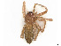  ( - CBG-A30033-H11)  @11 [ ] CreativeCommons - Attribution Share Alike (2024) CBG Photography Group Centre for Biodiversity Genomics