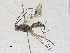  ( - CBG-A30042-F02)  @11 [ ] CreativeCommons - Attribution Share-Alike (2024) CBG Photography Group Centre for Biodiversity Genomics