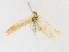  ( - CBG-A30043-A11)  @11 [ ] CreativeCommons - Attribution Share-Alike (2024) CBG Photography Group Centre for Biodiversity Genomics