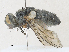  ( - CBG-A30043-D11)  @11 [ ] CreativeCommons - Attribution Share-Alike (2024) CBG Photography Group Centre for Biodiversity Genomics