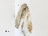  ( - CBG-A30044-C09)  @11 [ ] CreativeCommons - Attribution Share-Alike (2024) CBG Photography Group Centre for Biodiversity Genomics