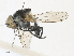  ( - CBG-A33511-G09)  @11 [ ] CreativeCommons - Attribution Share - Alike (2024) CBG Photography Group Centre for Biodiversity Genomics