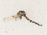  ( - CBG-A34294-E05)  @11 [ ] CreativeCommons - Attribution Share - Alike (2024) CBG Photography Group Centre for Biodiversity Genomics