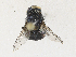  ( - CBG-A34295-C06)  @11 [ ] CreativeCommons - Attribution Share - Alike (2024) CBG Photography Group Centre for Biodiversity Genomics