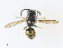  ( - CBG-A34295-D11)  @11 [ ] CreativeCommons - Attribution Share - Alike (2024) CBG Photography Group Centre for Biodiversity Genomics
