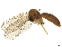  ( - CBG-A61849-C12)  @11 [ ] CreativeCommons - Attribution Share Alike (2025) CBG Photography Group Centre for Biodiversity Genomics