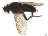  ( - CBG-A61869-H01)  @11 [ ] CreativeCommons - Attribution Share Alike (2025) CBG Photography Group Centre for Biodiversity Genomics
